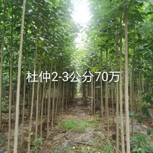 杜仲苗  现货供应米径1－3公分的量有100万棵价低随时可挖