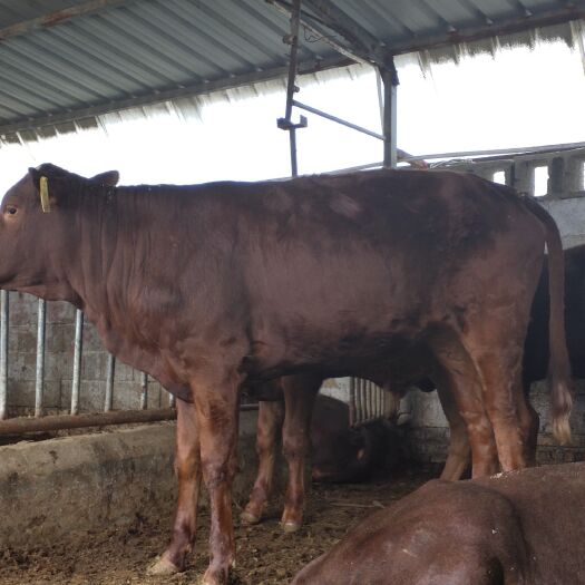 郓城县利木赞牛  利木赞 牛 牛犊 肉牛  自家养殖，价格低全国包送到家