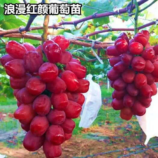 平邑县浪漫红颜葡萄苗，南北方种植，免费提供技术，死苗补发