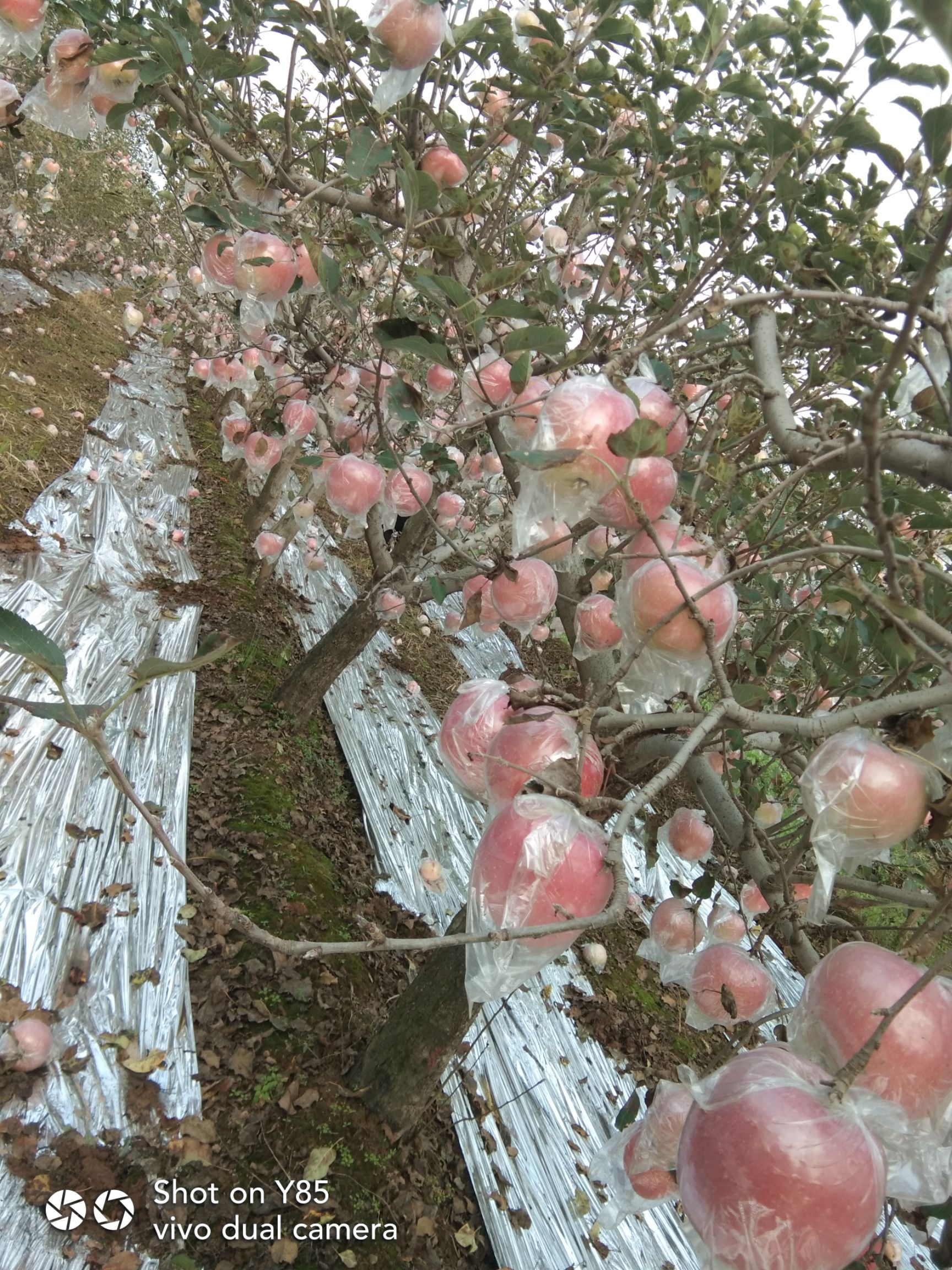  礼泉红富士苹果就是好，欢迎您的到来