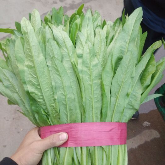 邯郸青油麦 30~35cm