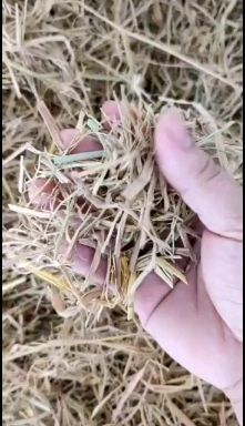 新化县稻草大量供应