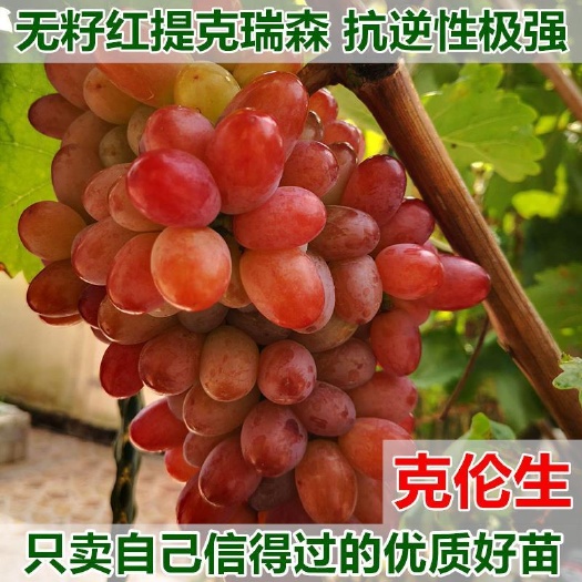 平邑县克伦生葡萄苗，抗病能力强，适合南北方种植，死苗补发