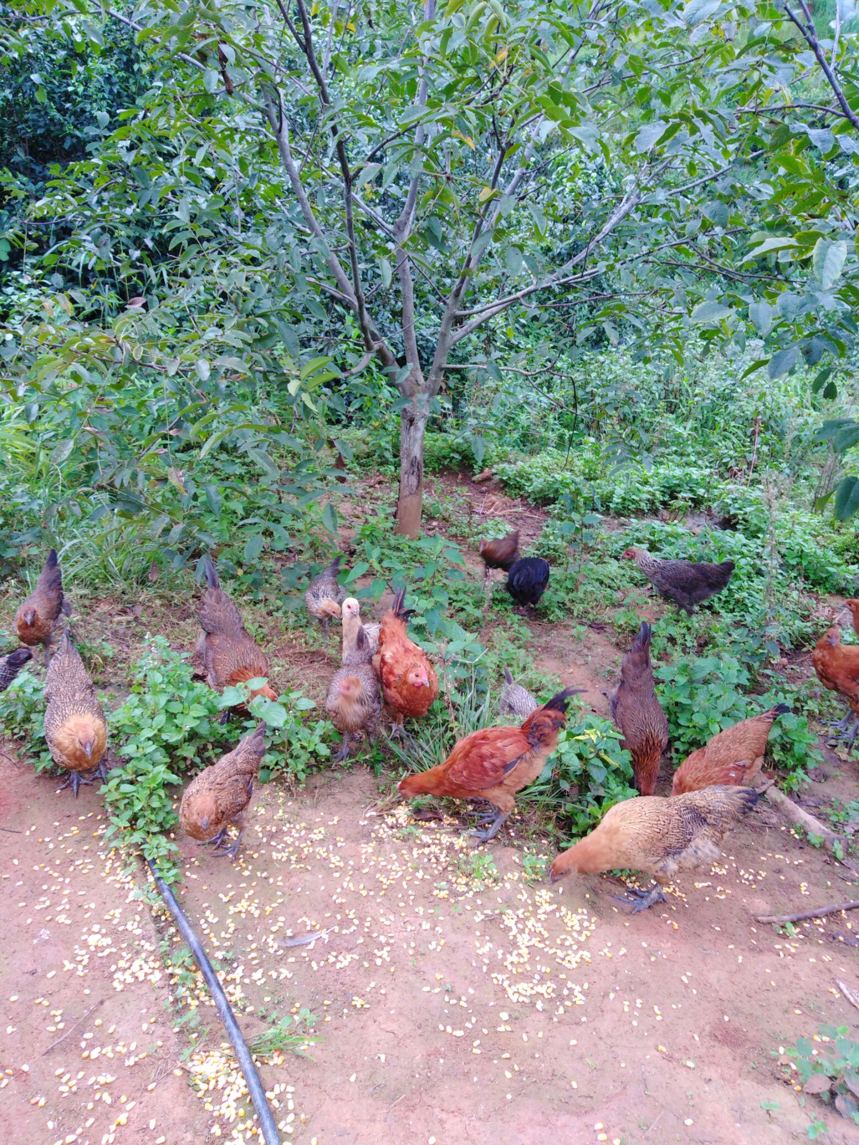 土鸡  老品种放山鸡，满山跑的那种，基地直供，农场主直接售卖
