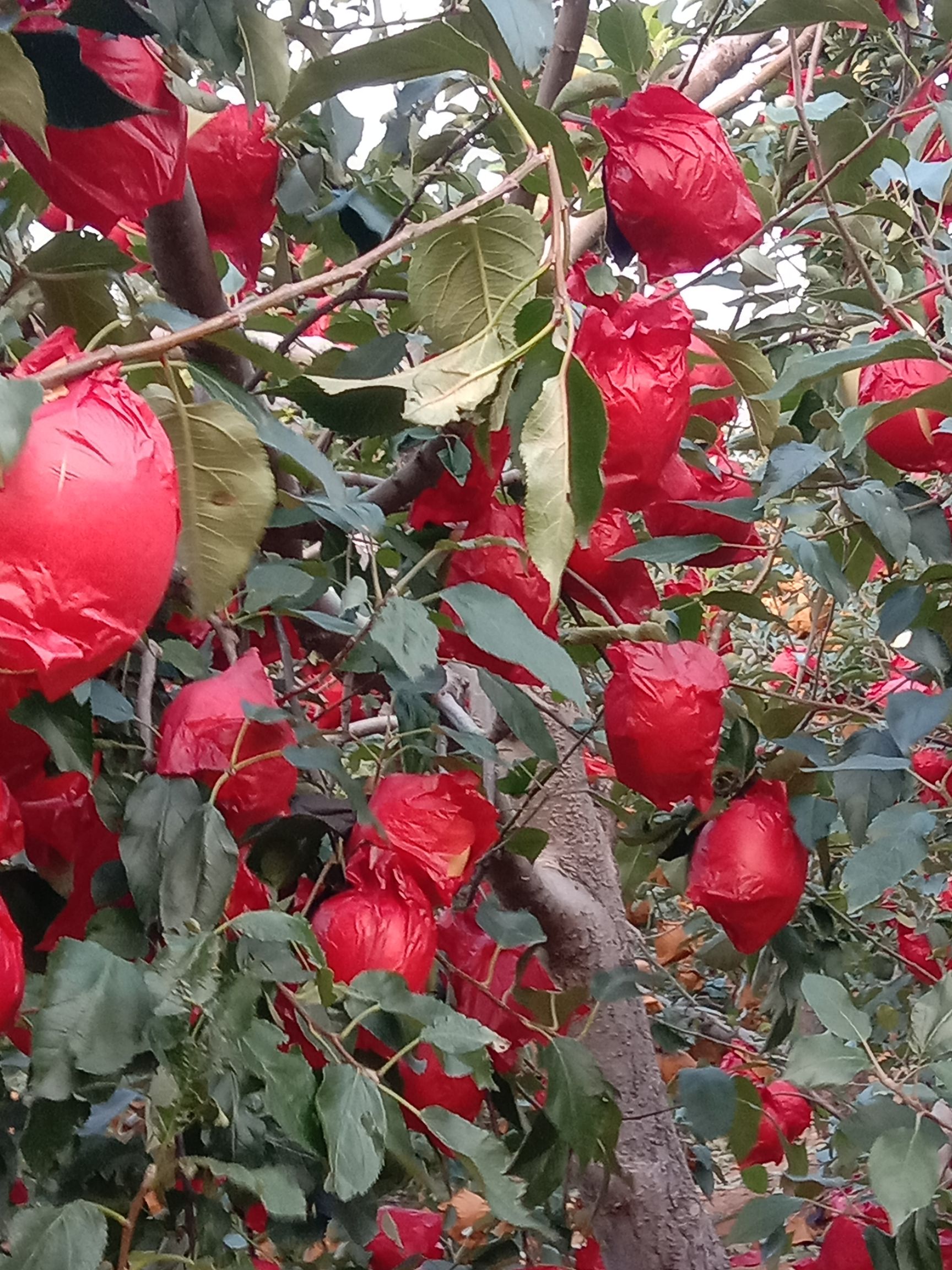  寒富苹果辽宁葫芦岛绥中县直销地