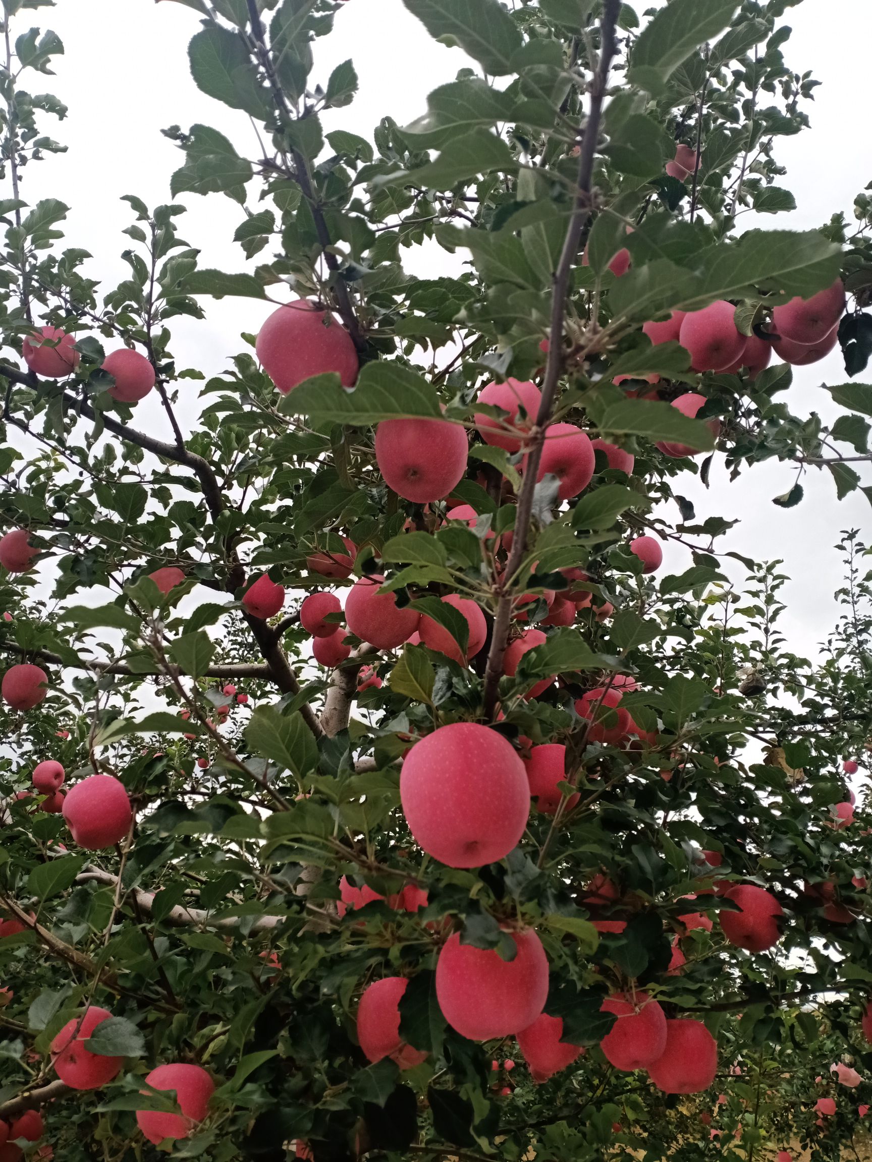 紅富士蘋果