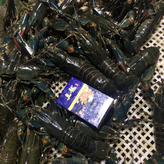 来宾澳洲淡水龙虾  澳洲小龙虾