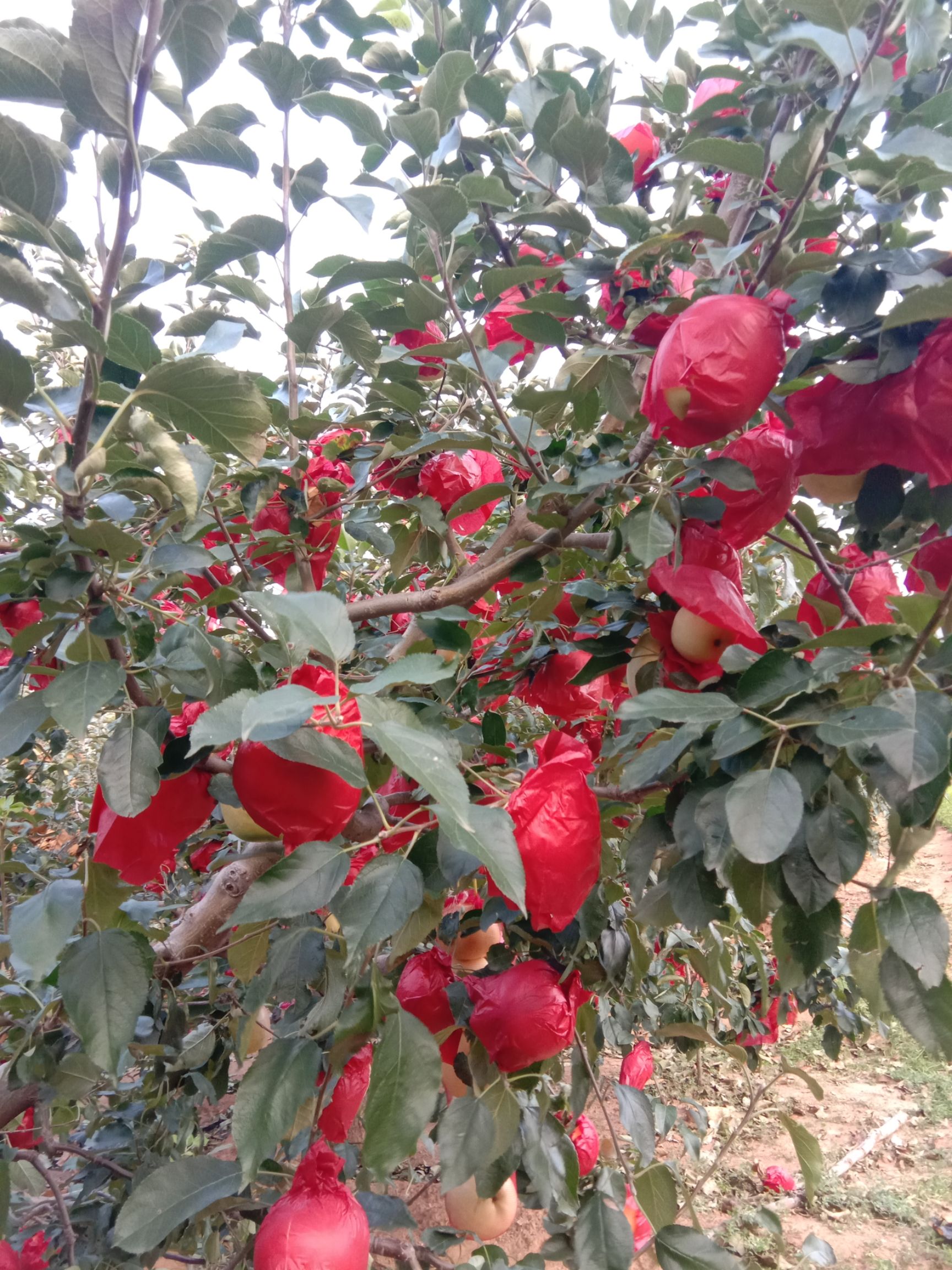 寒富苹果辽宁葫芦岛绥中县直销地