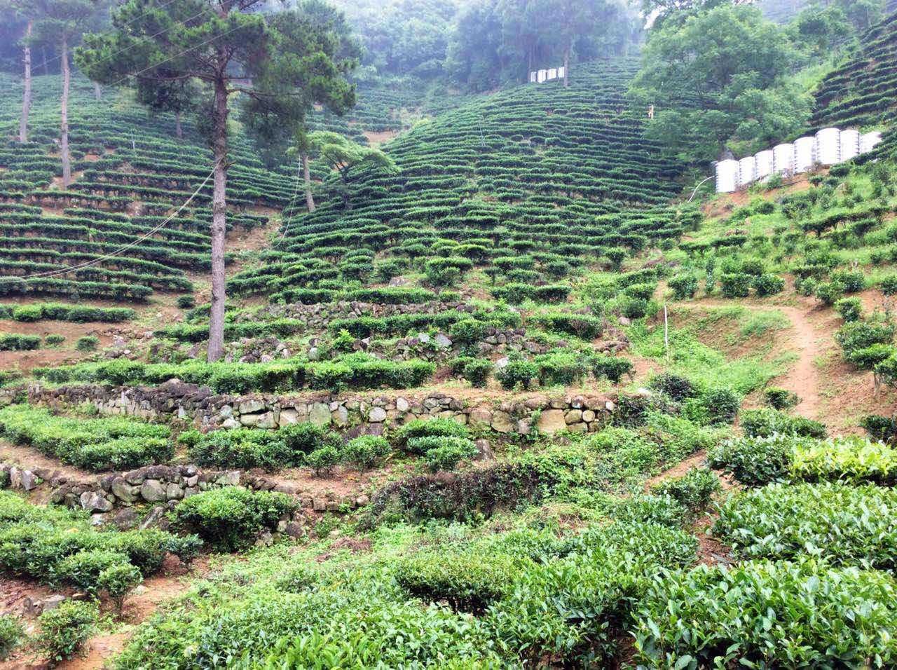  茉莉毛尖 选做基低奶茶醇香浓厚 鲜果茶 茉莉绿茶