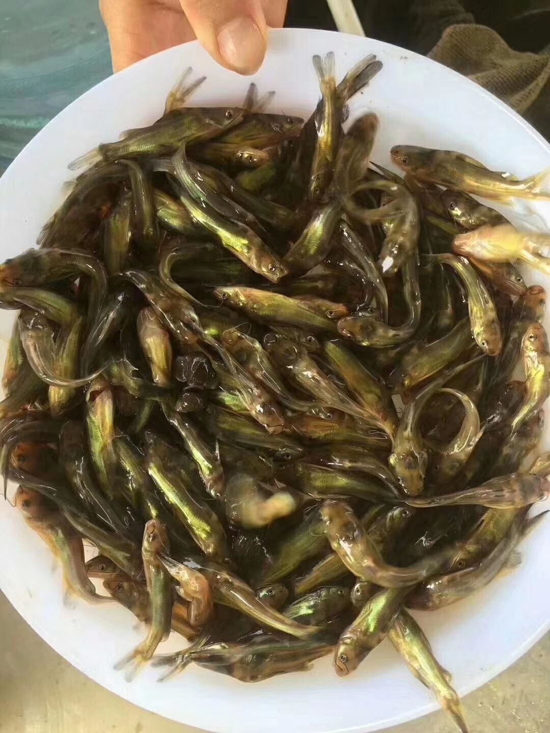 广州【产地直销】黄颡鱼苗（黄骨鱼苗）（黄辣丁）免费技术指导