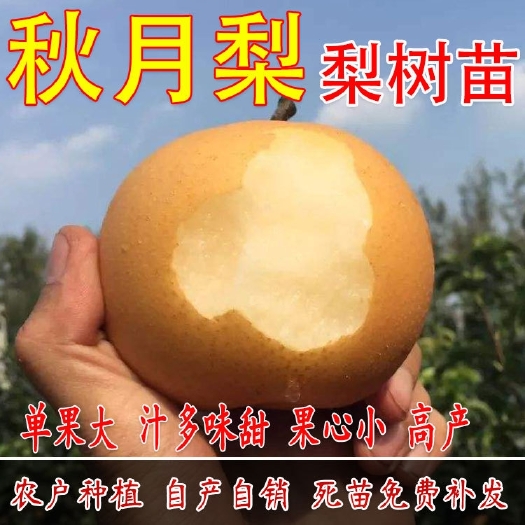 平邑县秋月梨树苗  秋月梨苗，适合南北方种植，正宗嫁接苗，基地直售，根系发达