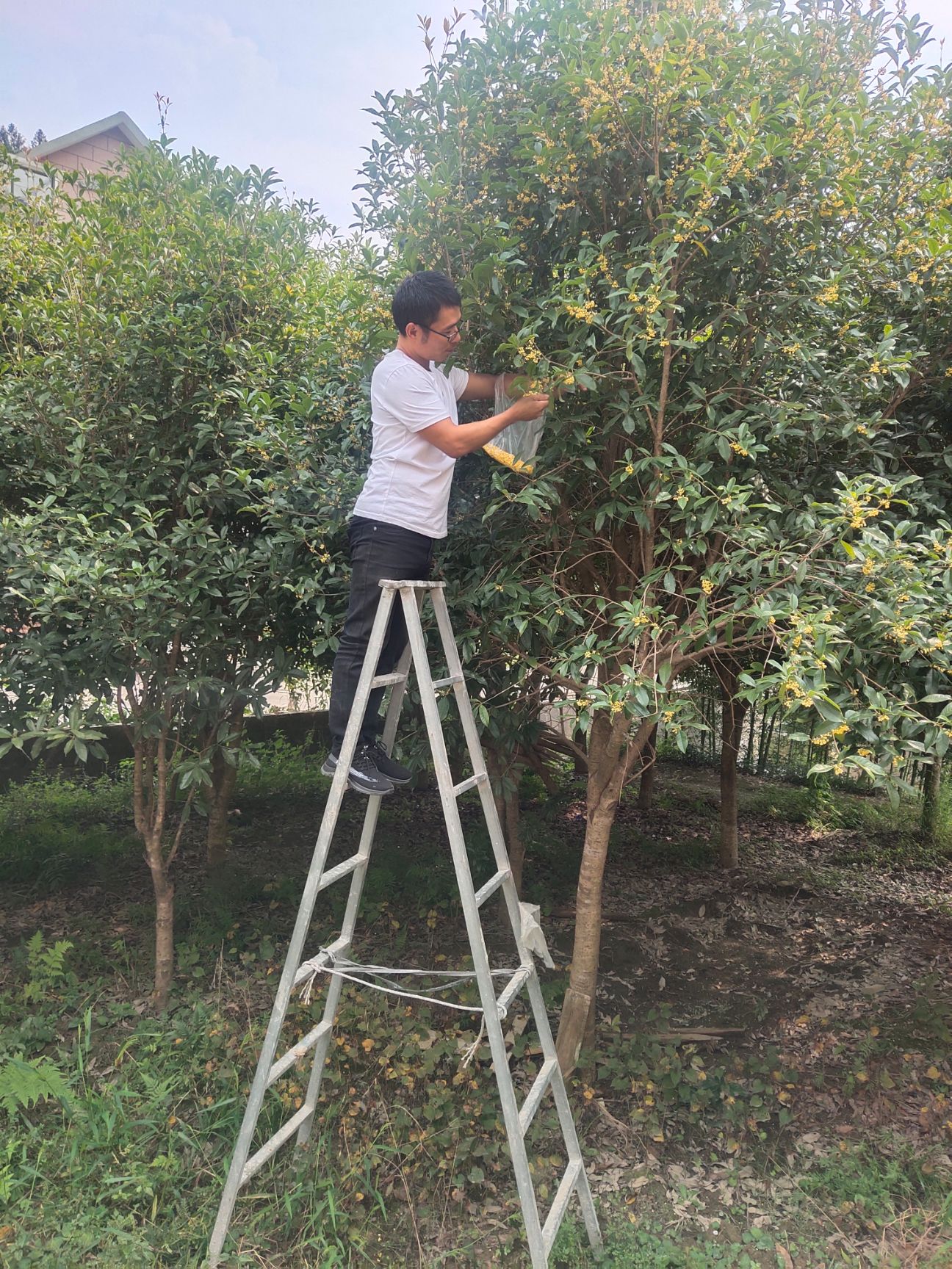 桂花茶  祁门红茶——精品桂花祁红