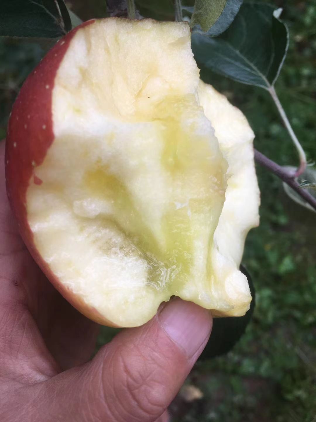 冰糖心苹果  盐源苹果丑苹果冰糖心产地直销现摘现发包邮到家