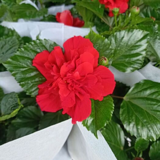 青州市红花木槿  木槿重瓣木槿基地直供