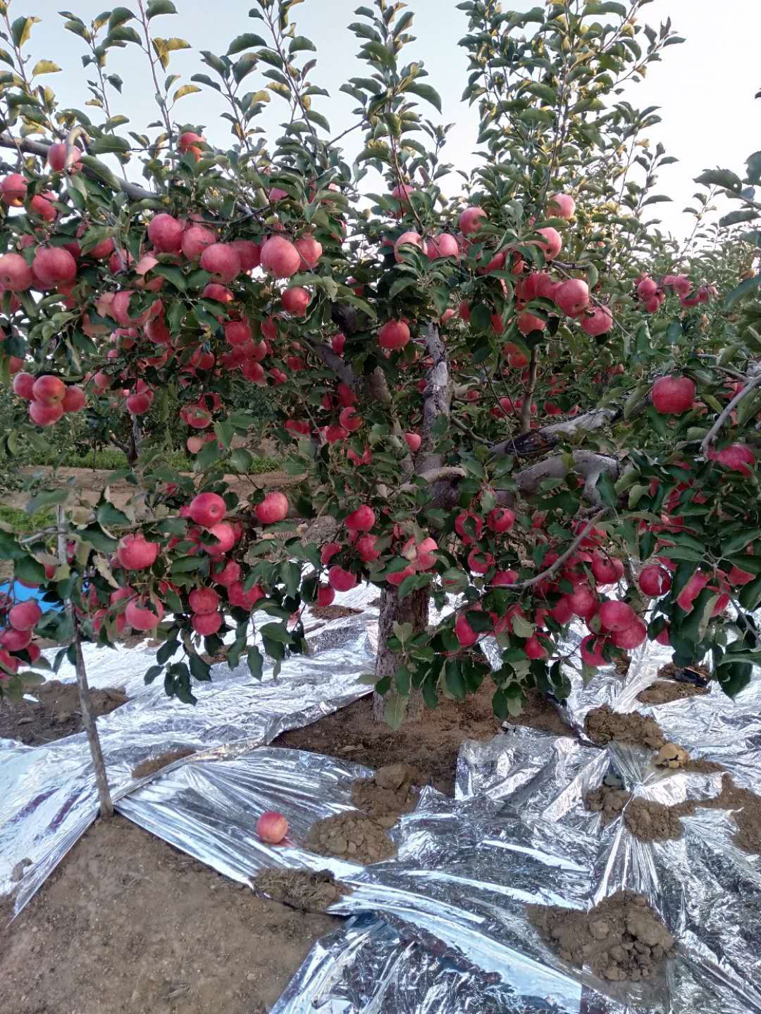  寒富苹果辽宁葫芦岛绥中县直销地