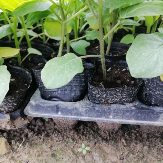 茄子砧木  茄子番茄嫁接专用砧木苗，托鲁巴姆苗，抗病性强根系