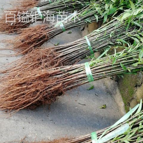 杭州桃树苗 桃树树苗大量出售