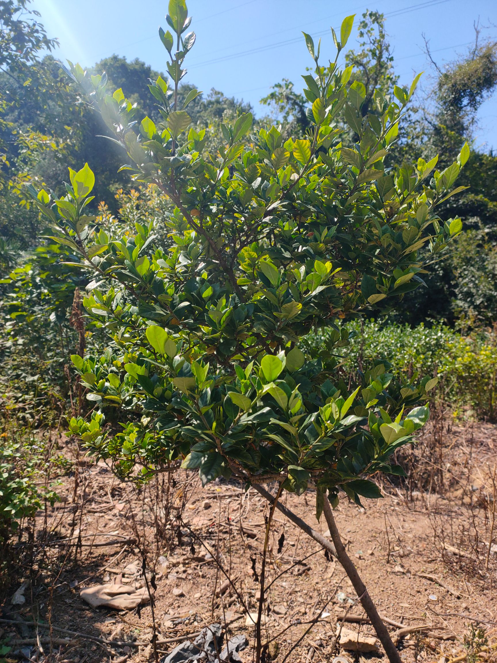 栀子花种子 桅子花根出售
