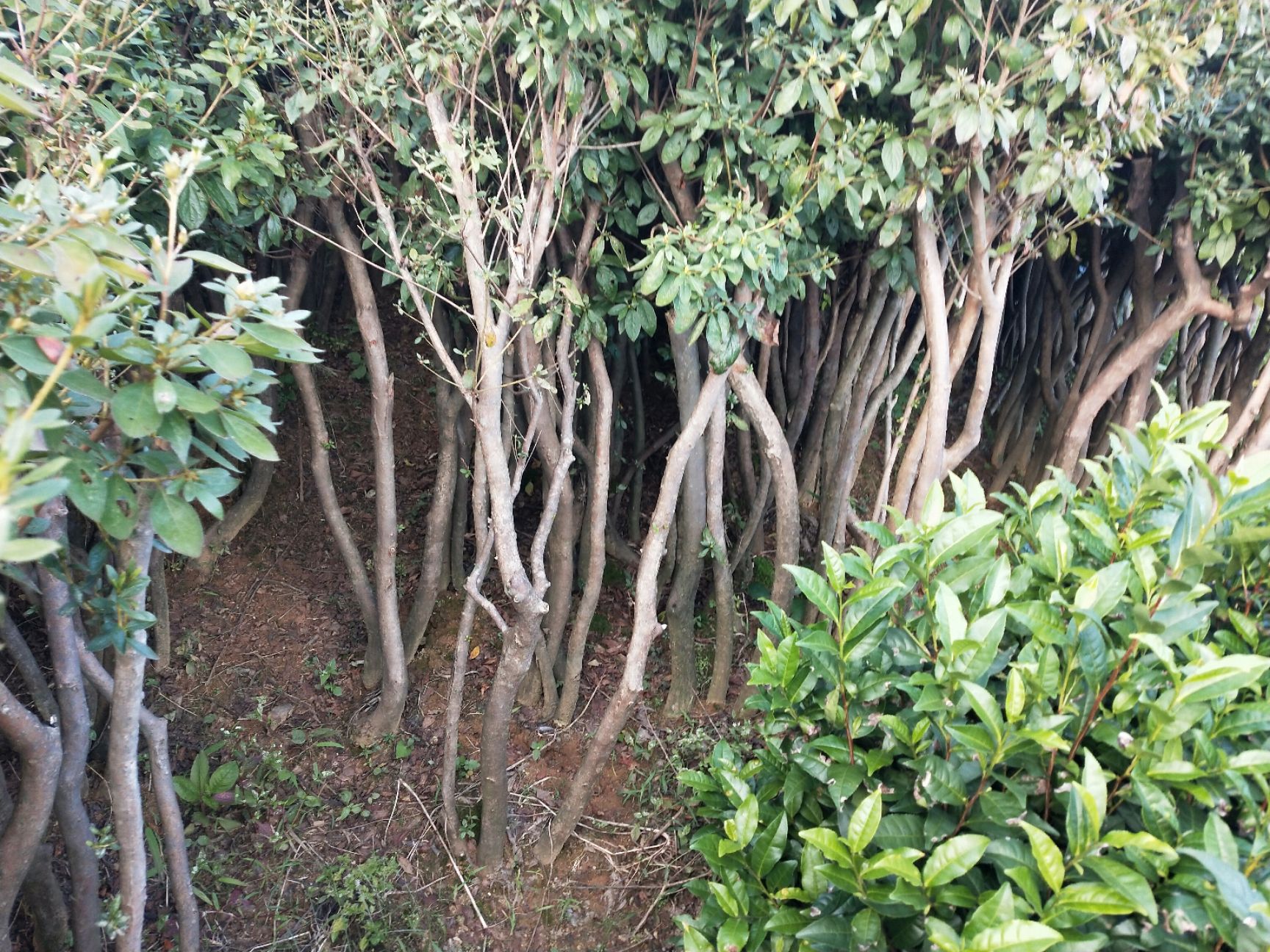  映山红熟桩