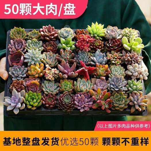 济南多肉植物  多肉