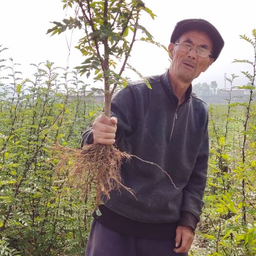镇原县大红袍花椒苗 