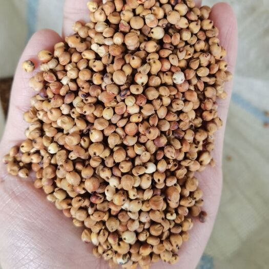 遵义红高粱  东北大高粱