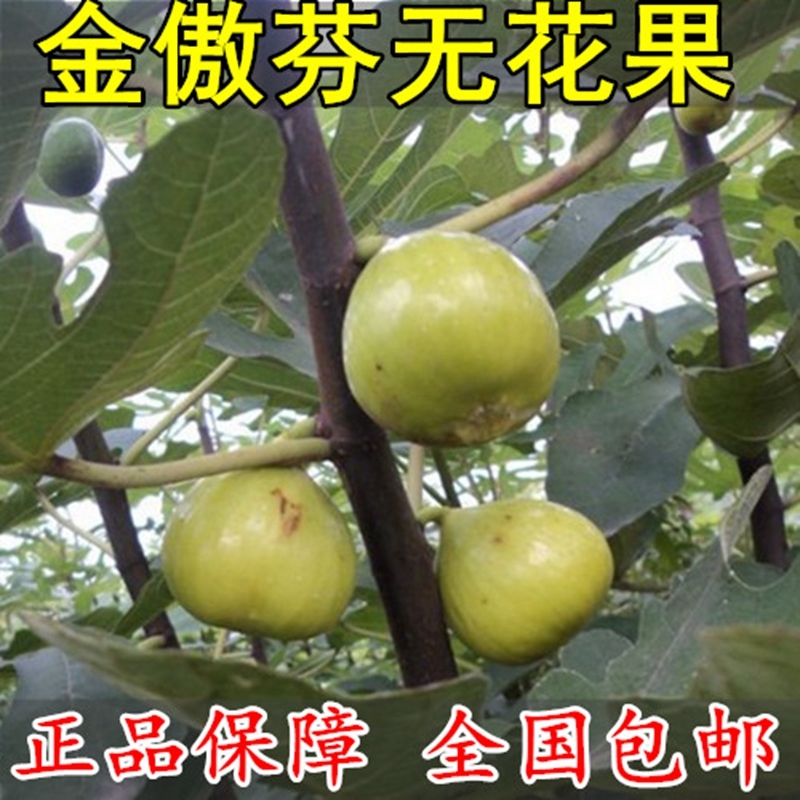 金傲芬无花果苗  金傲芬无花果，品种优良，适应能力强，可实地考察，死苗补发