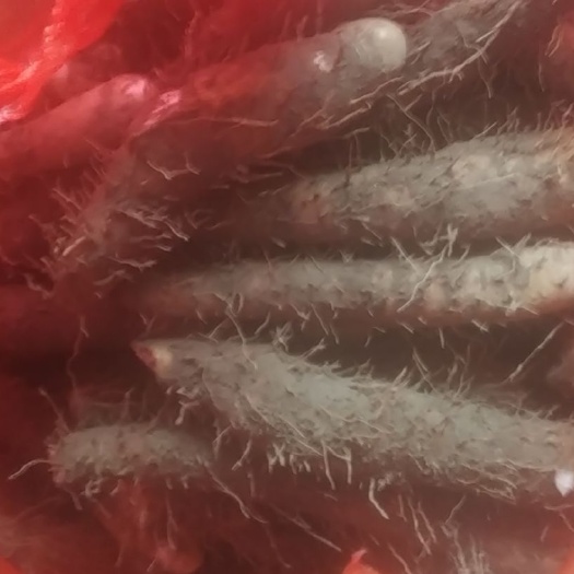 农历八月半开始潮汕特产新鲜大溪姜薯上市