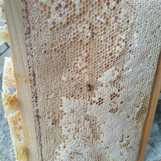 深圳土蜂蜜 2年 41 本品不能代替药物 