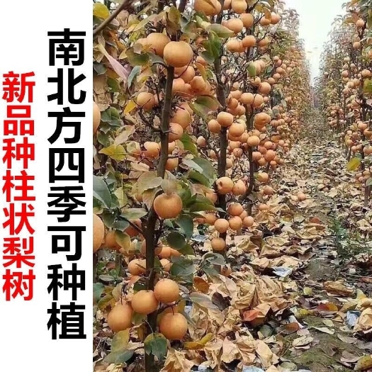 平邑县柱状梨苗  柱状梨树苗带花芽发货带果子品尝假一赔万可实地考察在种植