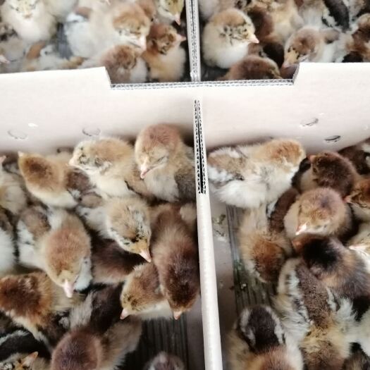 南宁 铁脚麻鸡苗，厂家直销包疫苗成活