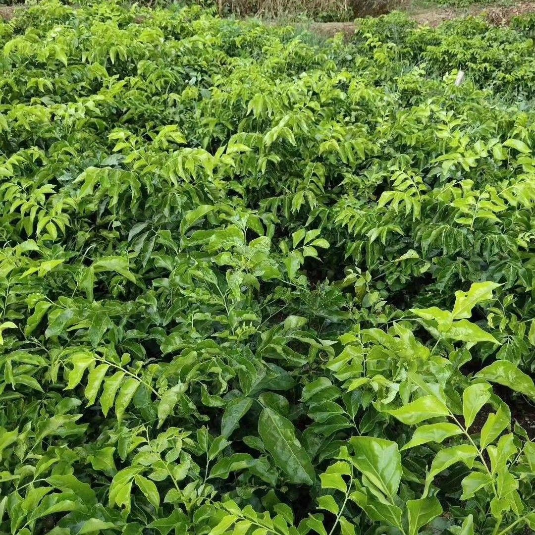 黑黄皮果苗  紫肉黄皮果苗新品嫁接鸡心果树苗甜庭院盆栽地栽南方种植当年结果