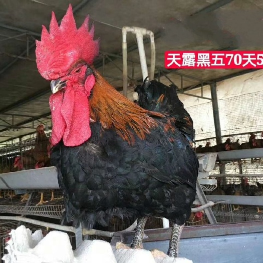 广州乌骨鸡苗  天露黑土鸡（公母苗）
