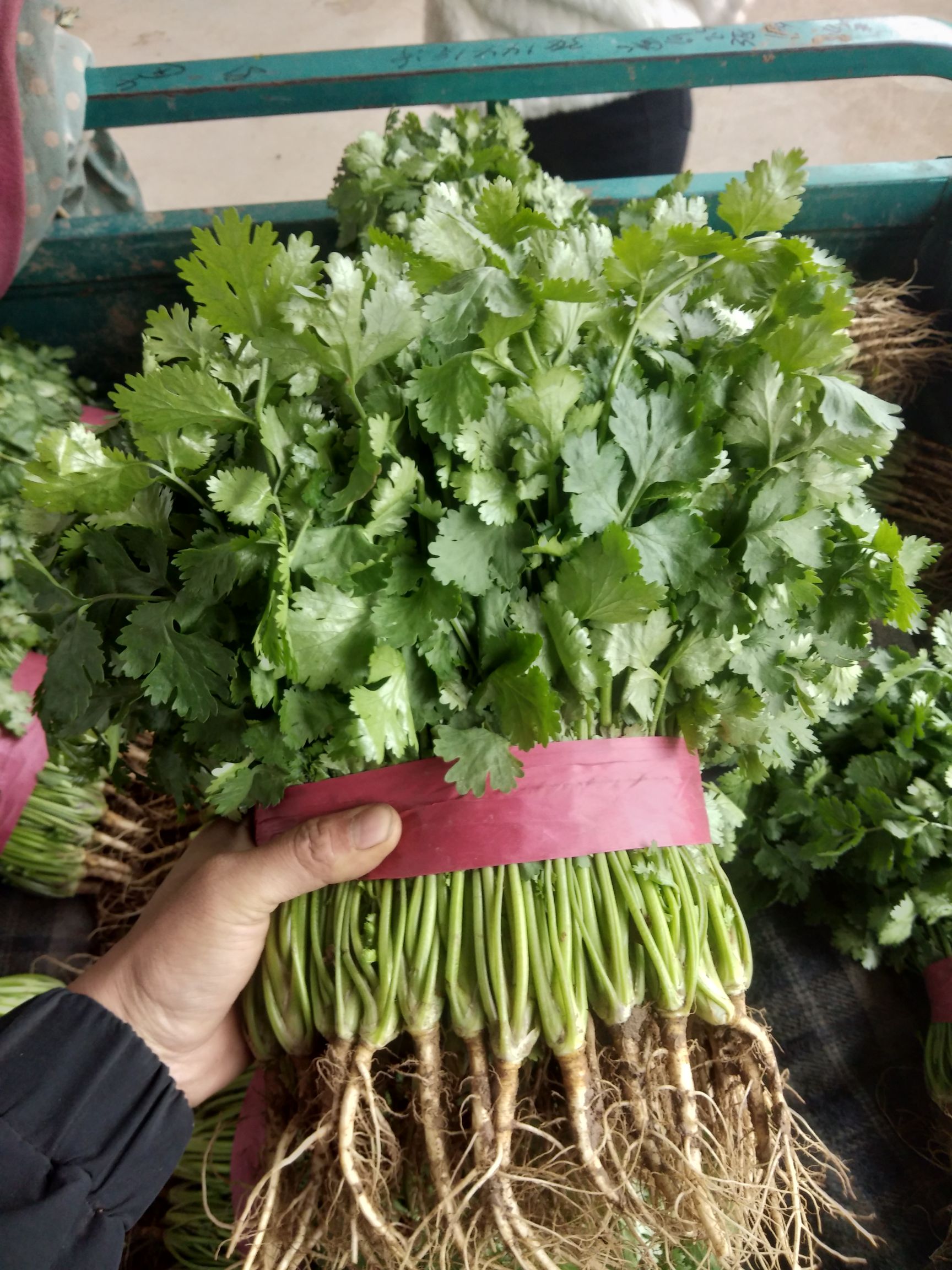 大叶香菜 25~30cm
