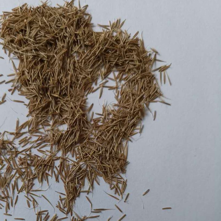 鼠茅草种子真假怎样辨别鼠茅草鼠毛草种子