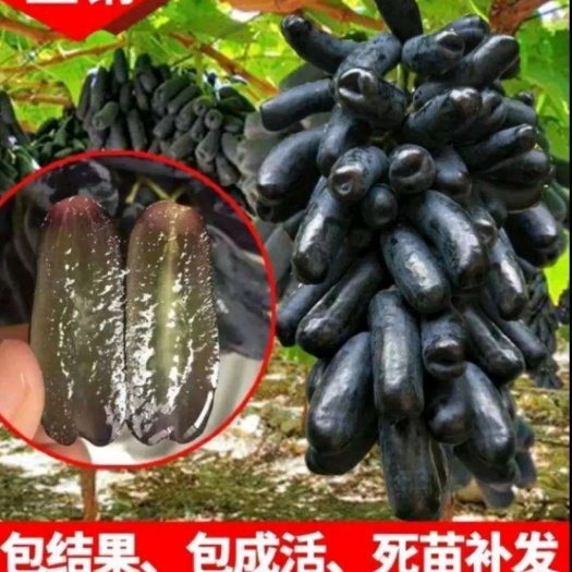 平邑县蓝宝石葡萄苗  葡萄树苗  优质新品种包纯度