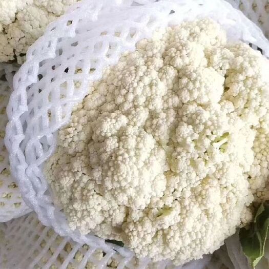 开封白花菜花  花菜 河南精品小米散花，量大，面白，青梗