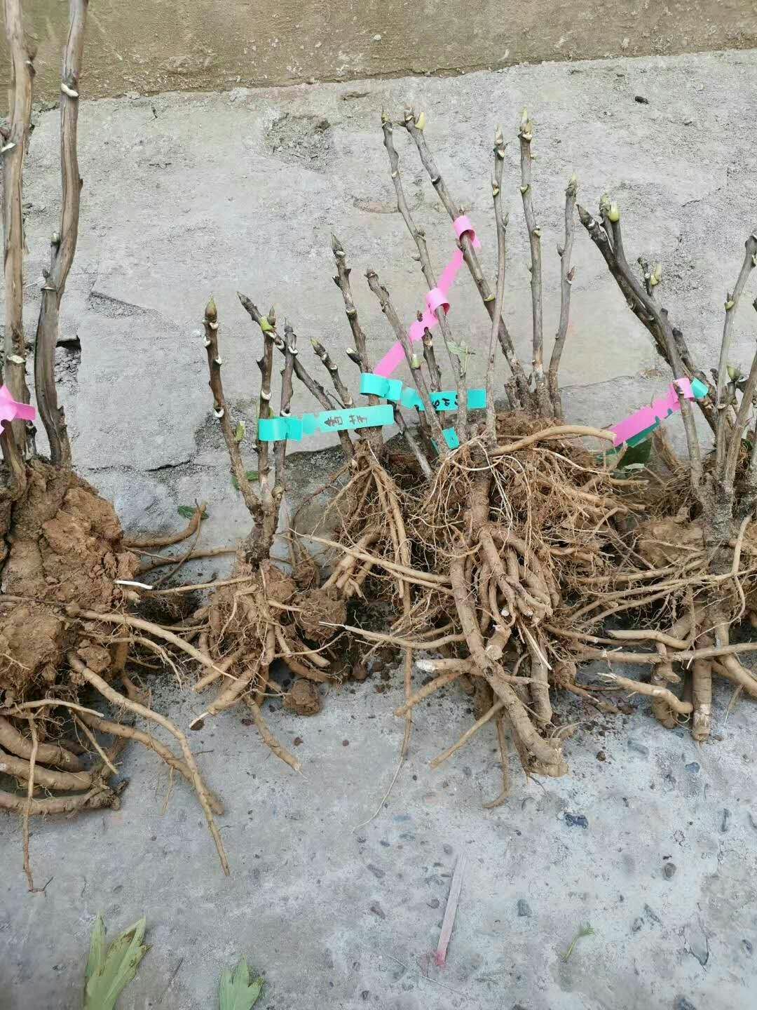 洛阳红  观赏牡丹苗，1-3年嫁接苗