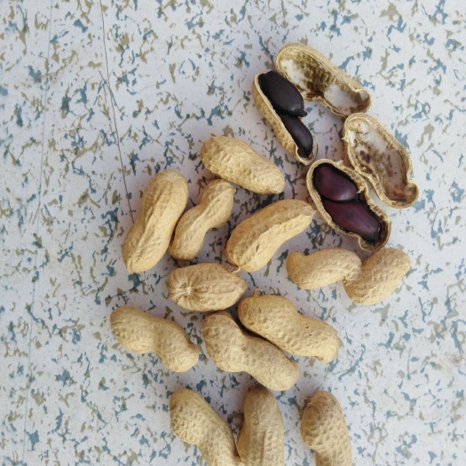 黑花生 花生 新黑花生 新黑珍珠花生 陆地自然成熟,
