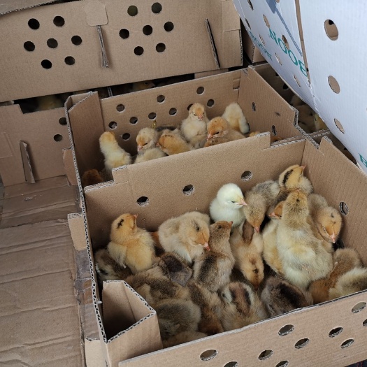 简阳市高产麻羽鸡苗  青脚高产型土蛋鸡苗，85%以上产蛋率，纯青脚土蛋鸡，农村鸡蛋