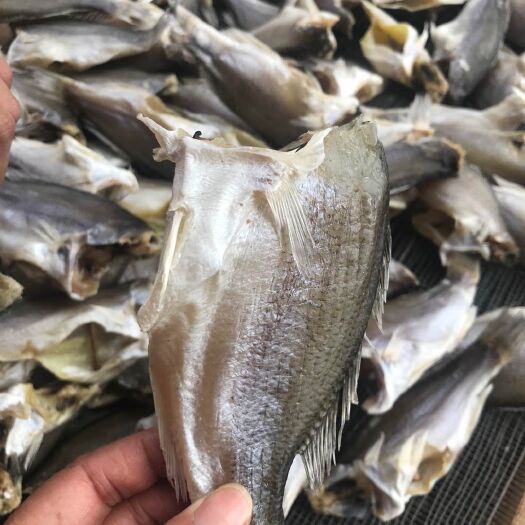 广州深海鲈鱼干 咸干鲈鱼干 干度好卖相好