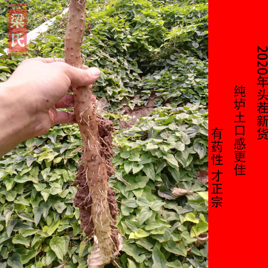 大学生反乡创业纯  焦作垆土铁棍山药产地直销