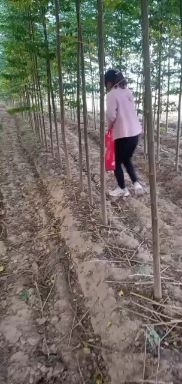 周口苦楝树苗 精品苦楝树，2……5公分，自家苗圃，种植面积广，没有中间商，
