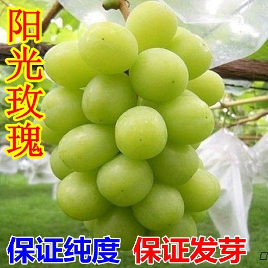 平邑县阳光玫瑰葡萄苗南方种植树苖北方品种抗寒巨峰爬藤美人指葡萄树苗