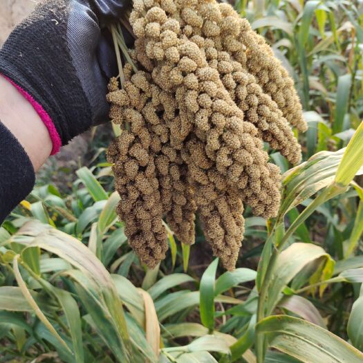 壶关县黄小米 2020年山西小米 大量上新  量大优惠 欢迎骚扰