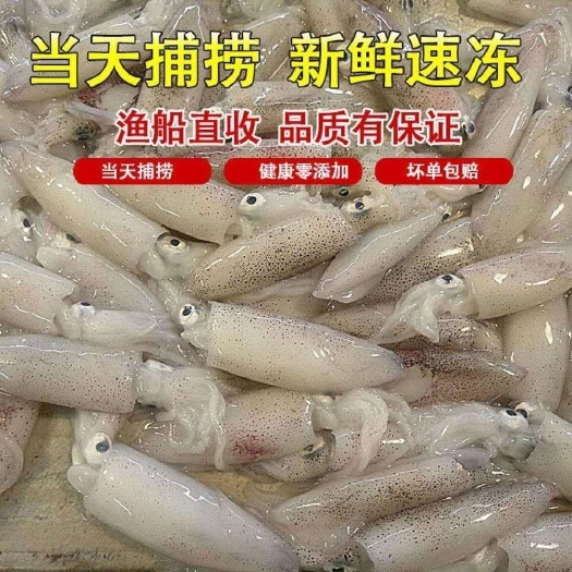 秦皇岛冷冻海兔  【笔管鱿鱼、海兔小鱿鱼】新鲜国产冷冻渤海湾笔管鱿鱼，海鲜水产