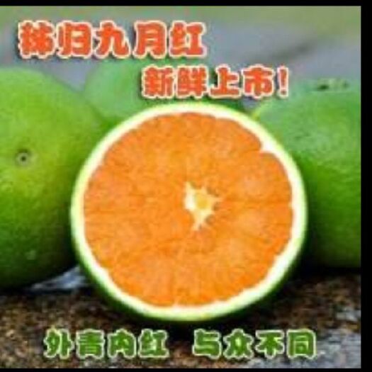 秭归县秭归脐橙 九月红果冻橙，甜中带微微酸，口感好！