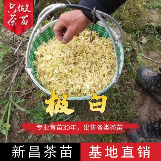 余姚市茶树苗 茶叶小苗龙井小苗