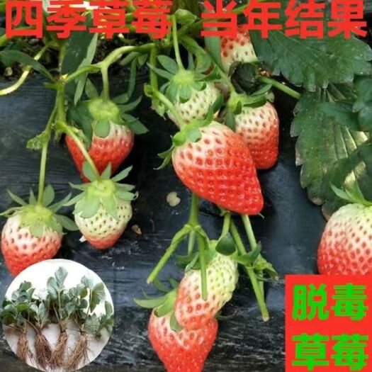 平邑县奶油草莓苗  四季奶油草莓甜查理红颜，南方北方种植当年结果