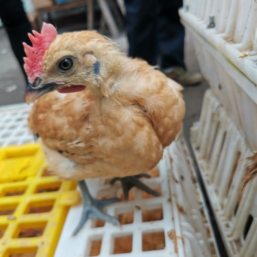南江县土鸡苗  乌皮红冠土鸡脱温苗